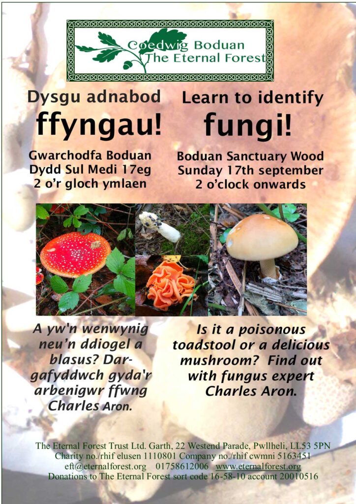Learn to Identify Fungi - event poster